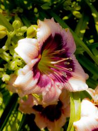 Dew on the Lily